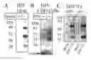 Fig. 01 - Use of modulators of compounds of TGF-β superfamily to regulate hepcidin-mediated iron metabolism