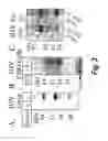 Fig. 04 - Use of modulators of compounds of TGF-β superfamily to regulate hepcidin-mediated iron metabolism