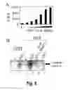 Fig. 07 - Use of modulators of compounds of TGF-β superfamily to regulate hepcidin-mediated iron metabolism