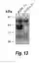 Fig. 15 - Use of modulators of compounds of TGF-β superfamily to regulate hepcidin-mediated iron metabolism