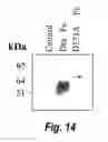 Fig. 16 - Use of modulators of compounds of TGF-β superfamily to regulate hepcidin-mediated iron metabolism