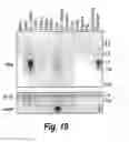 Fig. 22 - Use of modulators of compounds of TGF-β superfamily to regulate hepcidin-mediated iron metabolism