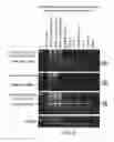 Fig. 05 - Human LY6-Big Molecules and Methods of Use