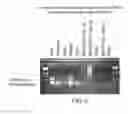 Fig. 06 - Human LY6-Big Molecules and Methods of Use