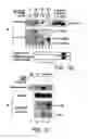 Fig. 03 - Antibodies to signal transduction protein TAB2
