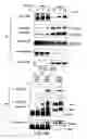 Fig. 07 - Antibodies to signal transduction protein TAB2
