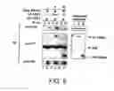 Fig. 08 - Antibodies to signal transduction protein TAB2