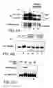 Fig. 09 - Antibodies to signal transduction protein TAB2