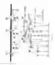 Fig. 03 - DYSFUNCTION OF THE MITOCHONDRIAL RESPIRATORY CHAIN, METHODS FOR DIAGNOSIS, TREATMENT AND FOLLOW-UP