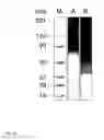 Fig. 07 - ANTIBODY