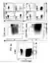 Fig. 07 - BTLA Antibodies and Uses Thereof