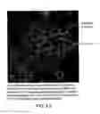 Fig. 16 - Compounds that inhibit NFκB and BACE1 activity