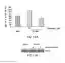Fig. 17 - Compounds that inhibit NFκB and BACE1 activity