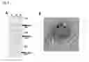 Fig. 03 - RECOMBINANT VIRUS-LIKE PARTICLES ENCODED BY MULTI-GENE VECTOR
