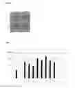 Fig. 05 - RECOMBINANT VIRUS-LIKE PARTICLES ENCODED BY MULTI-GENE VECTOR