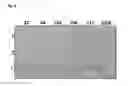 Fig. 06 - RECOMBINANT VIRUS-LIKE PARTICLES ENCODED BY MULTI-GENE VECTOR