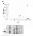 Fig. 08 - RECOMBINANT VIRUS-LIKE PARTICLES ENCODED BY MULTI-GENE VECTOR