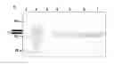 Fig. 09 - RECOMBINANT VIRUS-LIKE PARTICLES ENCODED BY MULTI-GENE VECTOR