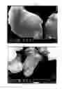 Fig. 02 - BIOCIDAL COMPOSITION