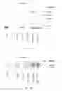 Fig. 10 - Biocompatible materials containing stable complexes of TSG-6 and hyaluronan and method of using same