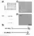 Fig. 01 - Multiple antigen delivery system using hepatitis E virus-like particle