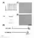 Fig. 02 - Multiple antigen delivery system using hepatitis E virus-like particle