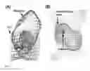Fig. 07 - Multiple antigen delivery system using hepatitis E virus-like particle