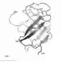 Fig. 08 - Multiple antigen delivery system using hepatitis E virus-like particle