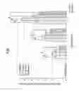 Fig. 02 - Bone filling material comprising sintered titanium dioxide and dextrin and method for reconstructing bone defects using the same