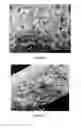 Fig. 04 - PREPARATION OF NANOSTRUCTURED MICROPOROUS COMPOSITE FOAMS