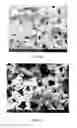 Fig. 05 - PREPARATION OF NANOSTRUCTURED MICROPOROUS COMPOSITE FOAMS
