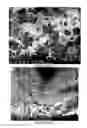 Fig. 12 - PREPARATION OF NANOSTRUCTURED MICROPOROUS COMPOSITE FOAMS
