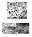 Fig. 20 - PREPARATION OF NANOSTRUCTURED MICROPOROUS COMPOSITE FOAMS