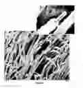 Fig. 22 - PREPARATION OF NANOSTRUCTURED MICROPOROUS COMPOSITE FOAMS