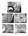 Fig. 31 - PREPARATION OF NANOSTRUCTURED MICROPOROUS COMPOSITE FOAMS