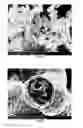 Fig. 35 - PREPARATION OF NANOSTRUCTURED MICROPOROUS COMPOSITE FOAMS