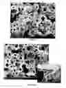 Fig. 44 - PREPARATION OF NANOSTRUCTURED MICROPOROUS COMPOSITE FOAMS
