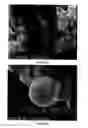 Fig. 52 - PREPARATION OF NANOSTRUCTURED MICROPOROUS COMPOSITE FOAMS