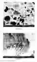 Fig. 55 - PREPARATION OF NANOSTRUCTURED MICROPOROUS COMPOSITE FOAMS