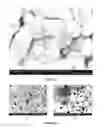 Fig. 56 - PREPARATION OF NANOSTRUCTURED MICROPOROUS COMPOSITE FOAMS