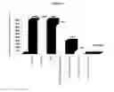 Fig. 02 - Method for imparting antimicrobial activity to a medical device
