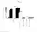 Fig. 03 - Method for imparting antimicrobial activity to a medical device