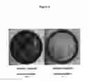 Fig. 04 - Tumor suppressor gene, p47ING3