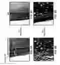 Fig. 09 - Kits for and methods of differential staining of cervical cancer cells and/or tissues