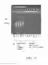 Fig. 16 - SEQUENCE AMPLIFICATION WITH LOOPABLE PRIMERS