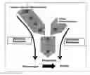 Fig. 01 - BLOOD COAGULATION TIME PROLONGING AGENT