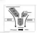 Fig. 02 - BLOOD COAGULATION TIME PROLONGING AGENT