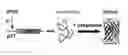 Fig. 01 - FOLDING OF RECOMBINANT PROTEINS VIA CO-EXPRESSION OF ARCHAEAL CHAPERONES