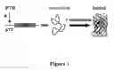 Fig. 02 - FOLDING OF RECOMBINANT PROTEINS VIA CO-EXPRESSION OF ARCHAEAL CHAPERONES
