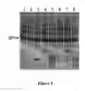 Fig. 04 - FOLDING OF RECOMBINANT PROTEINS VIA CO-EXPRESSION OF ARCHAEAL CHAPERONES